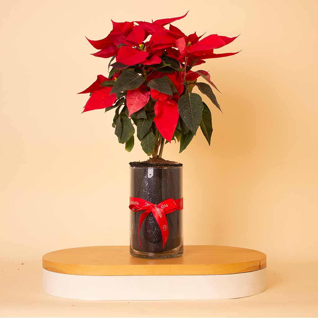 Flowrista Online Flowers Shop Poinsettia New Year Vase