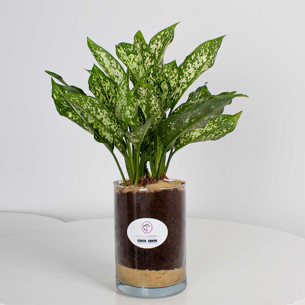 Flowrista Online Flowers Shop مزهرية نباتات أجلونيما