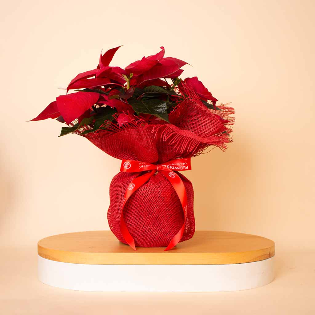 Flowrista Online Flowers Shop Poinsettia New Year Flower