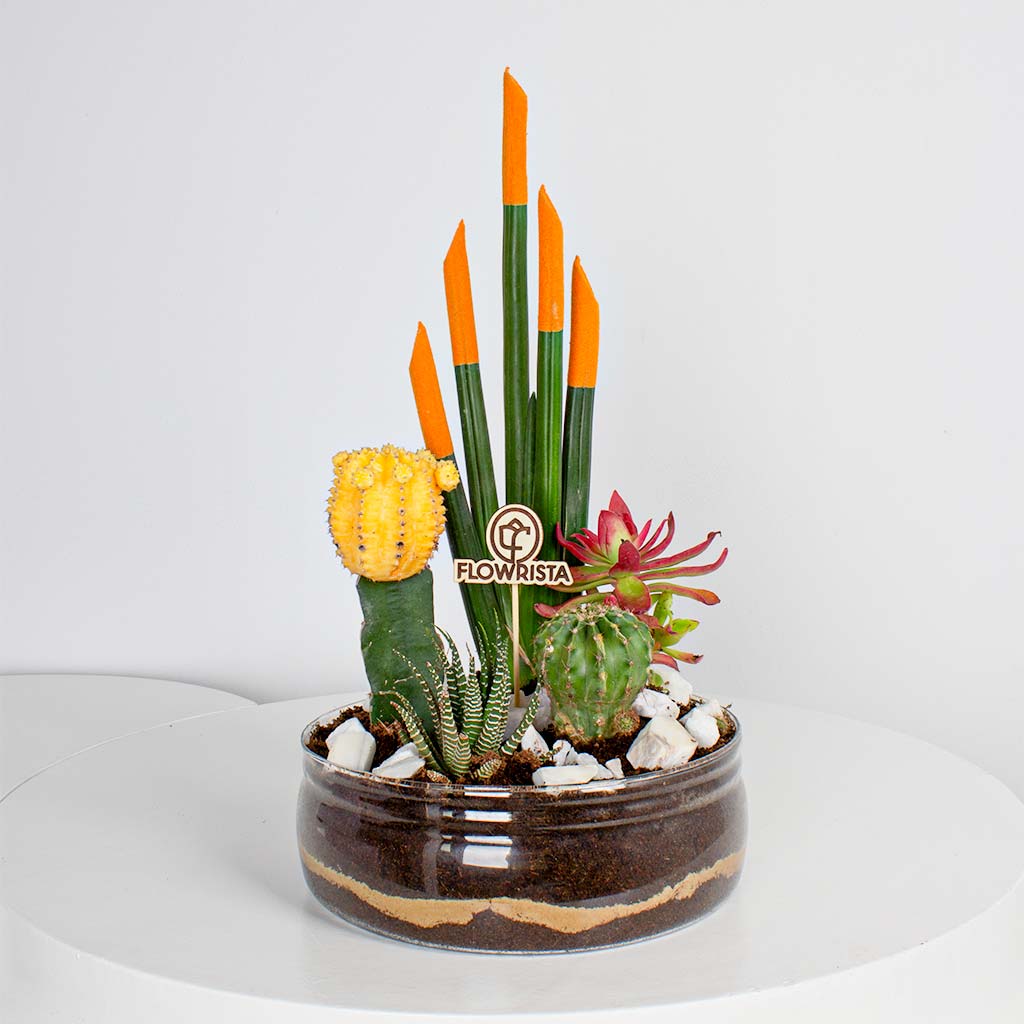 Flowrista Online Flowers Shop Cylindrical Snake Plant & Yellow Moon Cactus Vase Ii