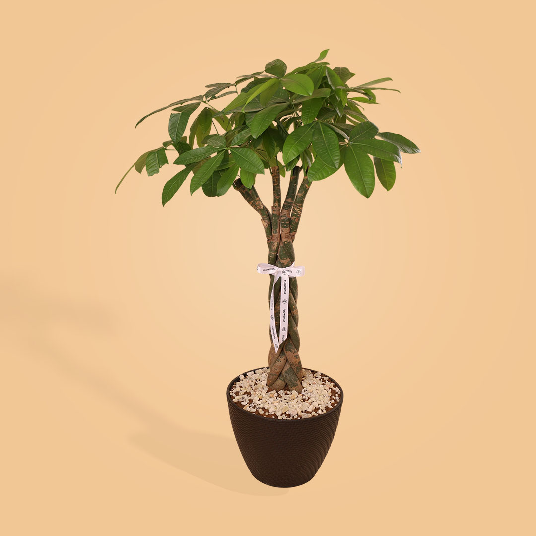 Flowrista Online Flowers Shop Money Tree Good Luck Plant