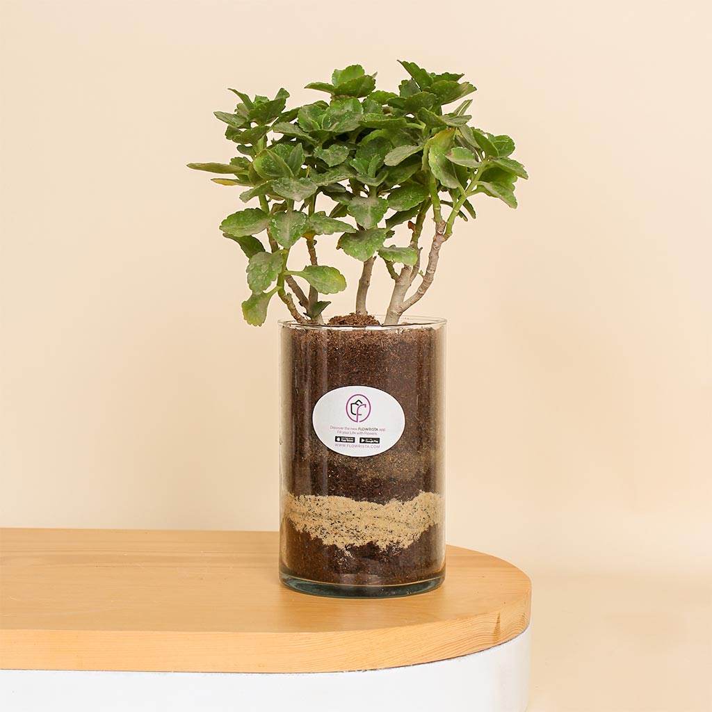 Flowrista Online Flowers Shop مزهرية أنيقة خضراء | نبات كالانشو في مزهرية زجاجية شفافة