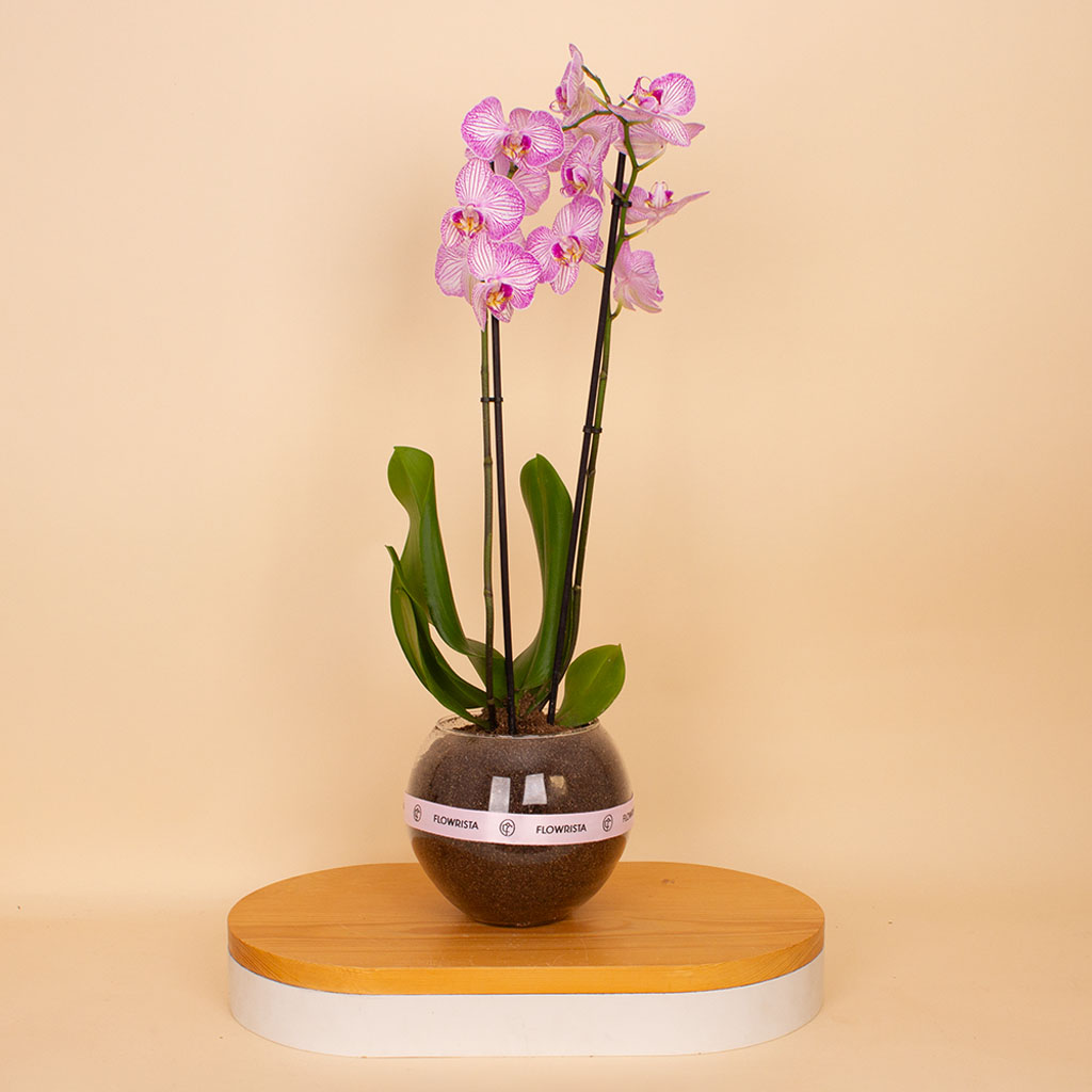 Flowrista Online Flowers Shop فلوريستا | نبتة أوركيد فالاينوبسيس أرجوانية فاتحة