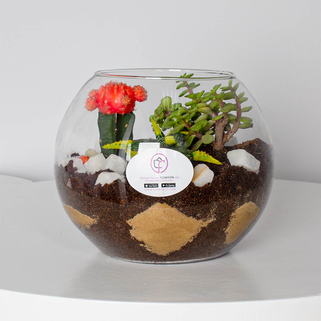 Flowrista Online Flowers Shop مزهرية صبار القمر الأحمر