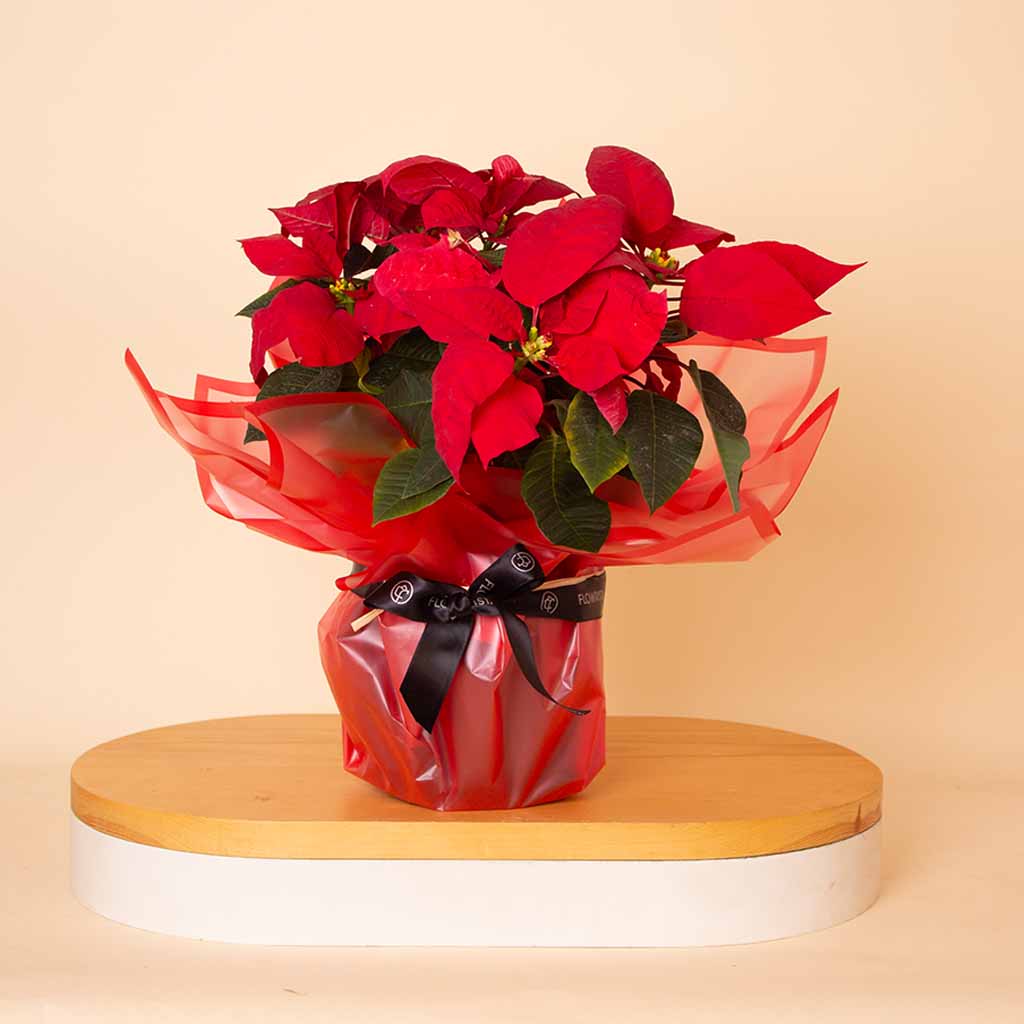 Flowrista Online Flowers Shop Festive Poinsettia New Year