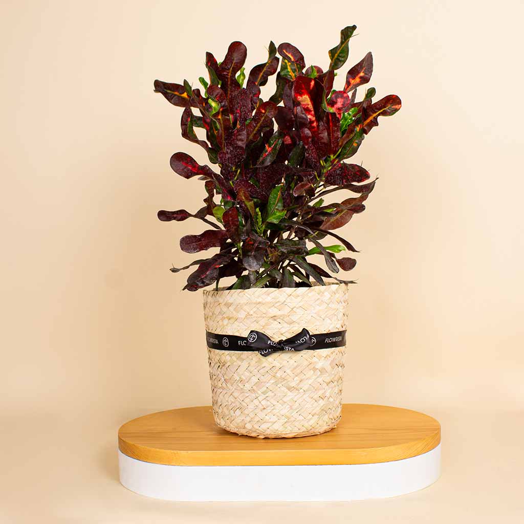 Flowrista Online Flowers Shop هدية ديكور منزلي بلمسة الطبيعة