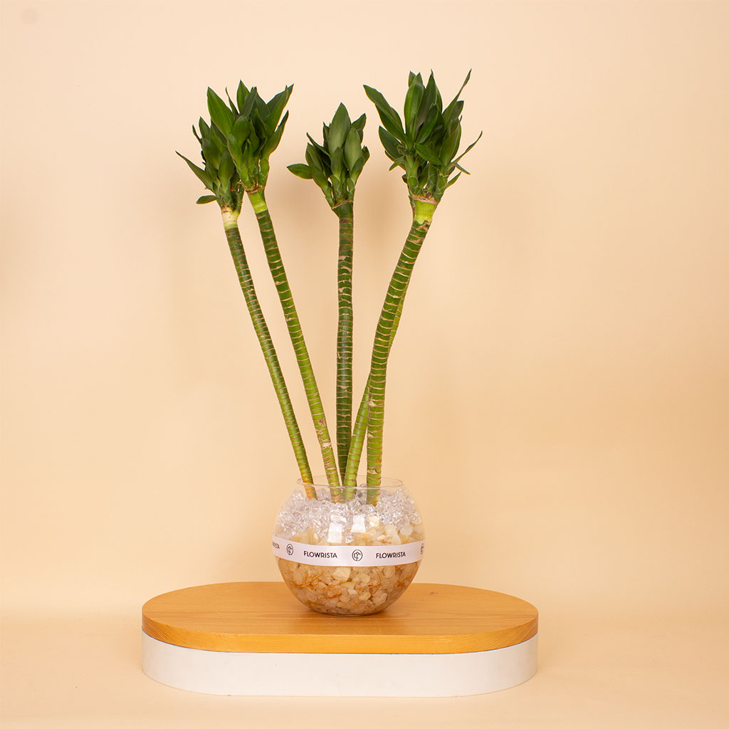 Flowrista Online Flowers Shop Lotus Bamboo Vase