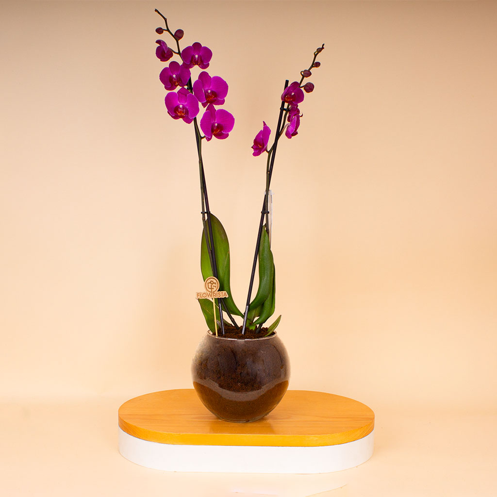 Flowrista Online Flowers Shop فلوريستا | نبتة أوركيد فالاينوبسيس أرجوانية داكنة