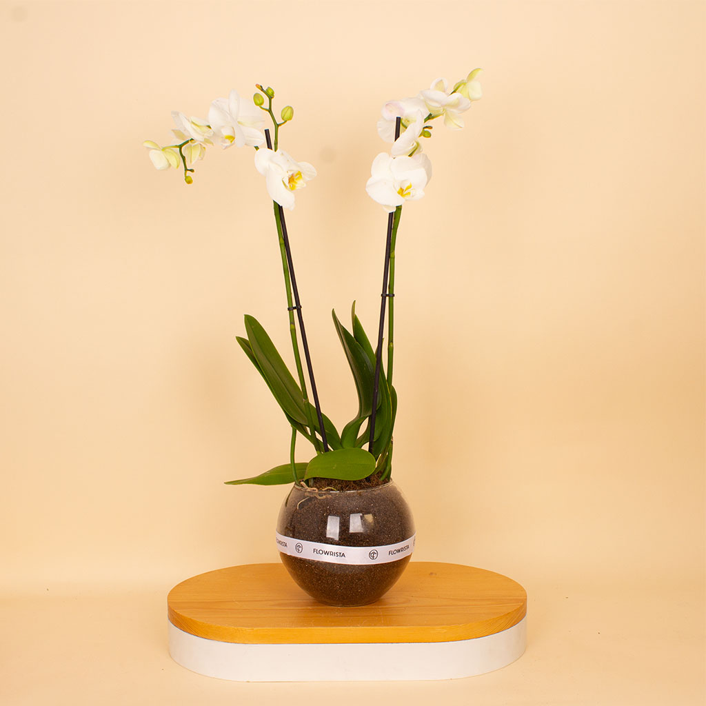 Flowrista Online Flowers Shop فلوريستا | نبتة أوركيد فالاينوبسيس بيضاء