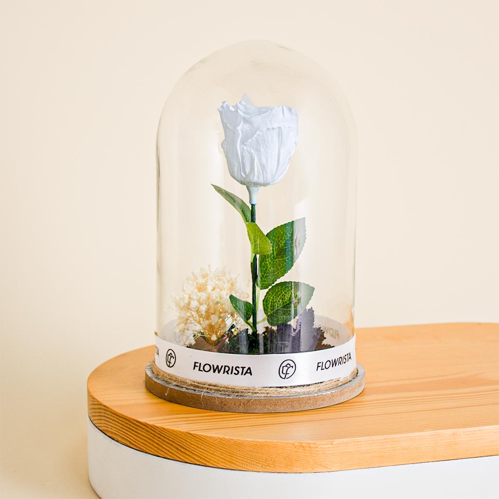 Flowrista Online Flowers Shop وردة الخلود بيضاء