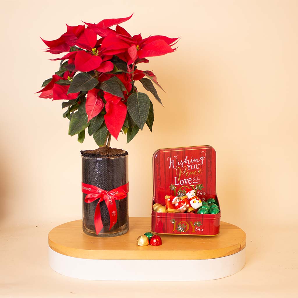 Flowrista Online Flowers Shop علبة تهنئة بالعام الجديد من باشونيل ٣٢٠جرام مع مزهرية البونسيتة