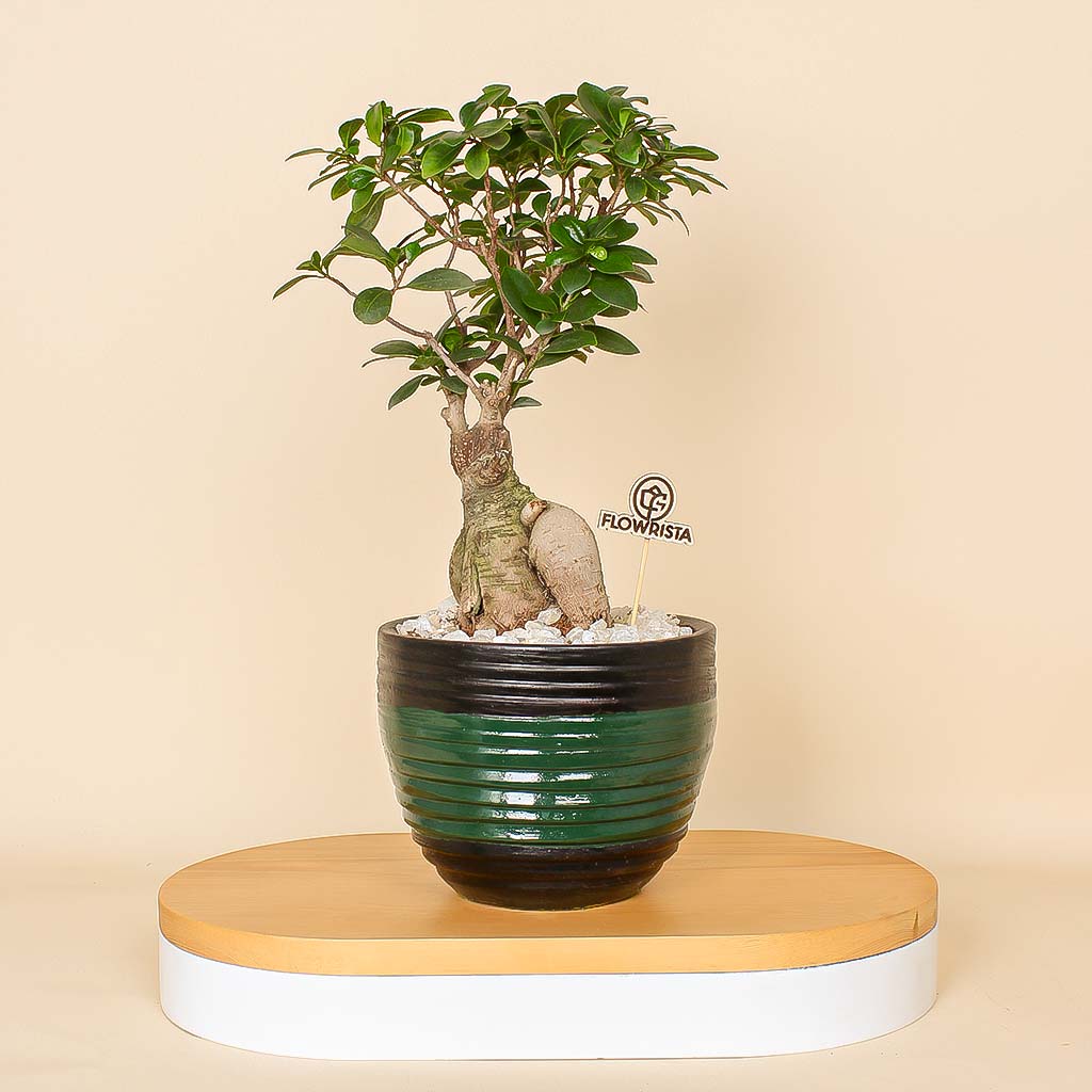 Flowrista Online Flowers Shop مزهرية زخرفية بلمسات طبيعية