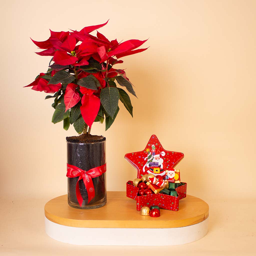 Flowrista Online Flowers Shop Passionelle New Year Star Tin 620g & Poinsettia Vase