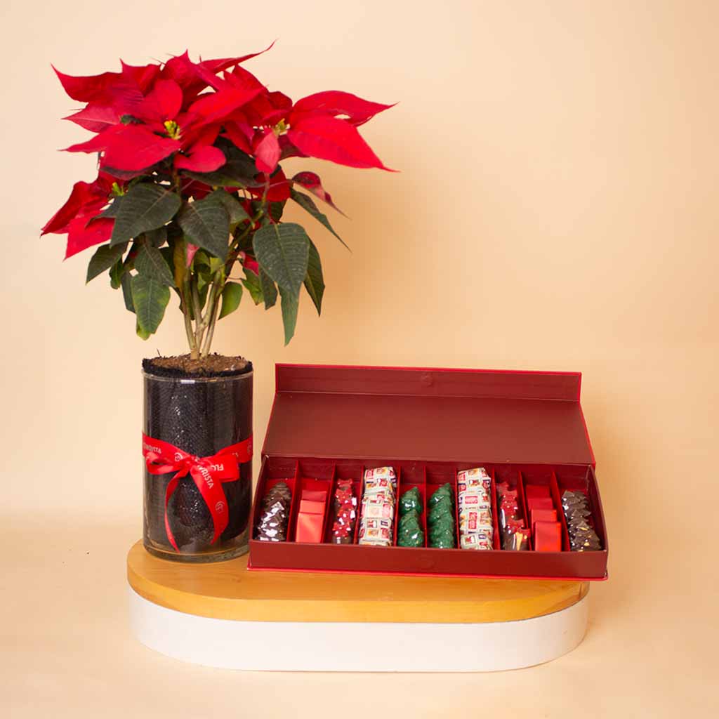 Flowrista Online Flowers Shop Chocolate Factory New Year Selection Box 610g & Poinsettia New Year Vase