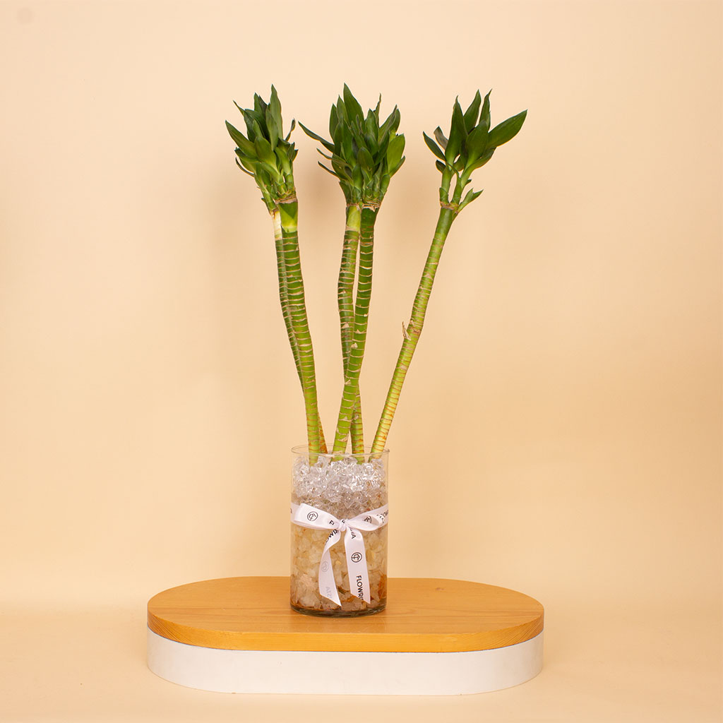 Flowrista Online Flowers Shop Harmony Lotus Bamboo Vase